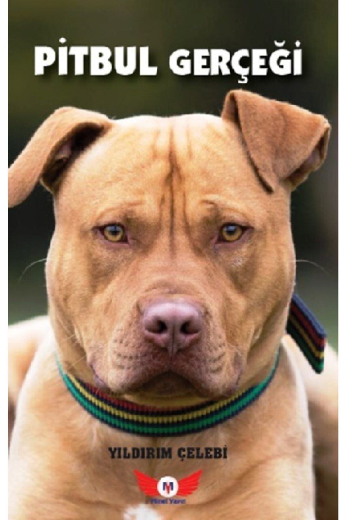 pitbul gercegi