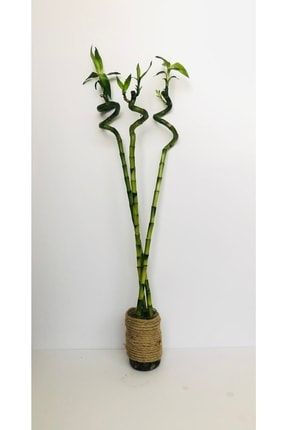 3 Adet 60-70 Cm Şans Bambusu - Lucky Bamboo Bambu60cm