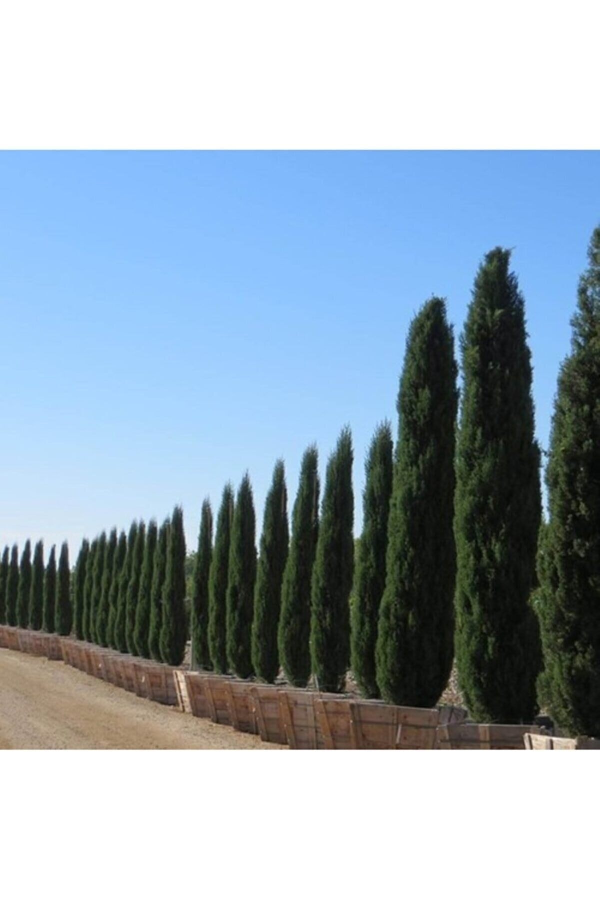 Кипарис cupressus sempervirens. Кипарис вечнозеленый пирамидальный сочи. Кипарис крымский пирамидальный. Кипарис кашмирский. ‘pyramidalis’.
