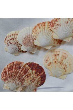 Mercan Rengi Büyük İstiridye Deniz Kabuğu 500gr 5-8cm AKERTERARYUMURUNLERIM064