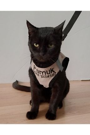 Kedi Tasması 2433541