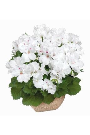 Ceylan Gözü Sardunya Çiçeği Fidesi ( Canan Sardunya P. Grandiflorum ) Snow 1 Adet 459830