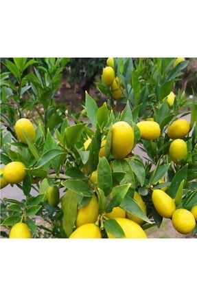 Limekuat Limon Ağacı Fidanı 80 - 100 Cm Tüplü UZAYLİMEKUAT