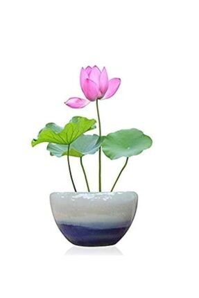 Nadir Ithal Lotus Tohumu 1 Tohum Lotus Çiçeği Tohumu Nilüfer Tohumu Su Zambağı Tohumu Zambak Tohumu 204768