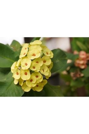 Dikenler Tacı Çiçeği ( Ithal Euphorbia Milli ) Sarı Renk Küçük Tüptedir 10 20 Cm Boy RTF760