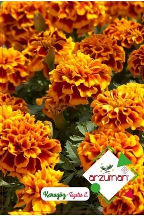 Karagöz Çiçeği Tohumu (50 ADET) PRA-3287578-2237