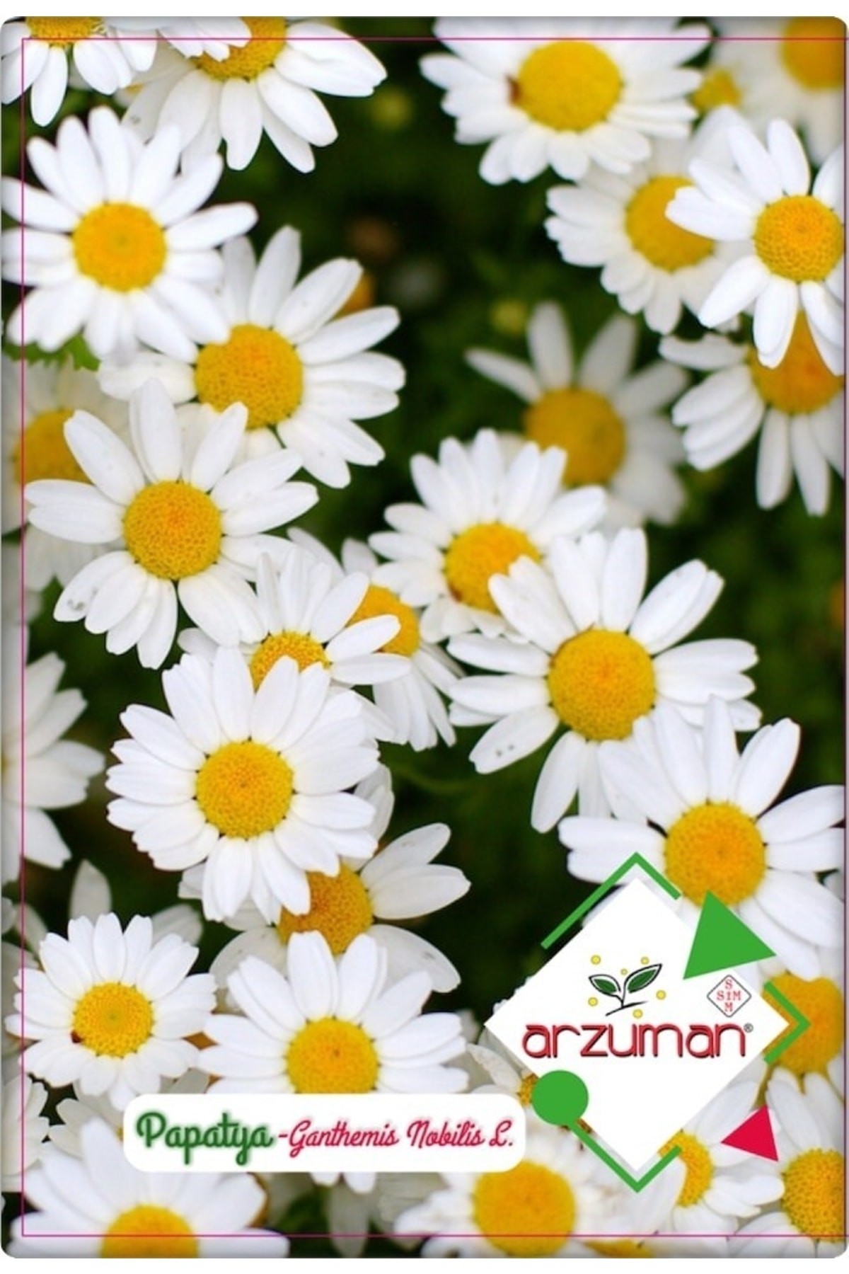 Chamomile Flower Seed (100 Pcs) White