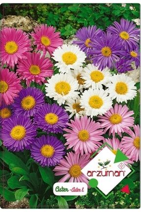 Aster Çiçeği Tohumu (50 Adet) Farklı Renklerde PRA-2918720-3759