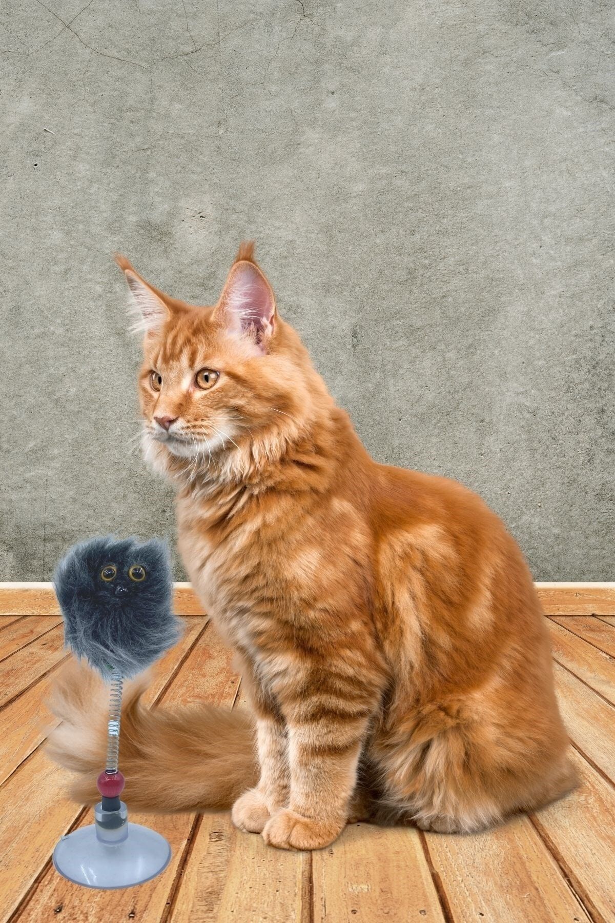 Persian cat toys store
