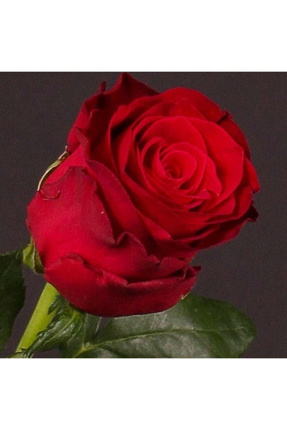 Роза Madame Red