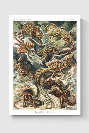 Iguana Kertenkele Basiliscus Poster - Yüksek Çözünürlük Hd Duvar Posteri DUOFG100645