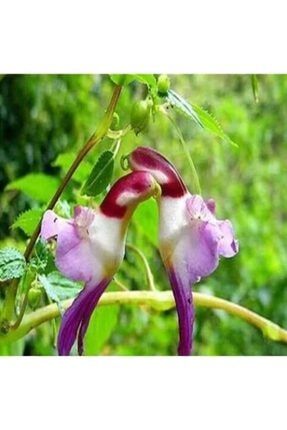 Çok Nadir Yeni Zellanda Kuş Orkide Çiçeği Tohumu Ekim Seti 5 Tohum Orkide Tohumu Saksı Toprak Kombin 20299