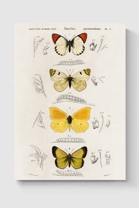 Kelebekler Poster - Yüksek Çözünürlük Hd Duvar Posteri DUOFG105945