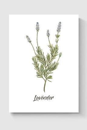 Lavanta Lavender Bitki Poster - Yüksek Çözünürlük Hd Duvar Posteri DUOFG100560