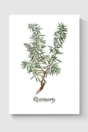 Biberiye Rosemary Bitki Poster - Yüksek Çözünürlük Hd Duvar Posteri DUOFG100559