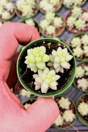 Sedum Morganianum Burrito Kaktüs Sukulent 5.5cm Mini Çiçekflixburrito