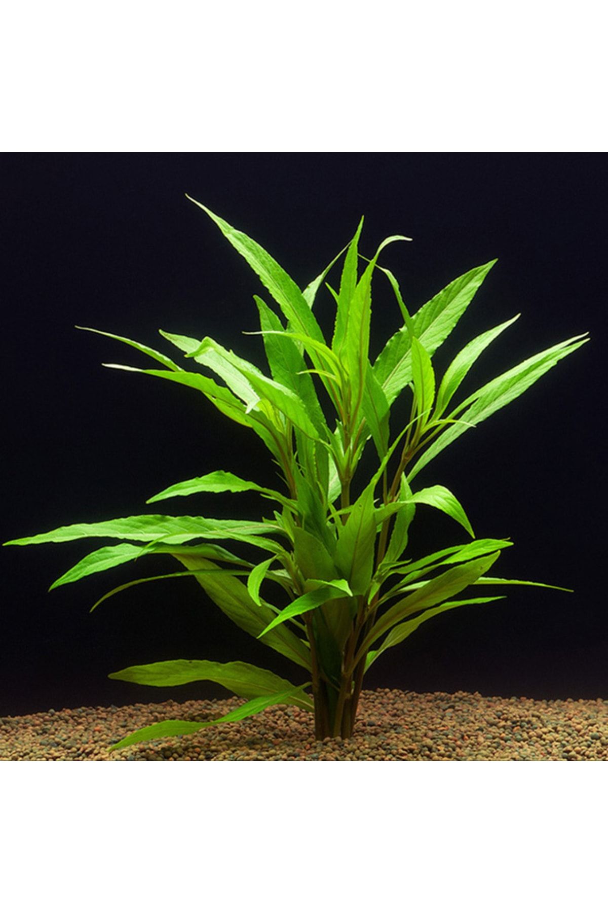 WOOF Hygrophila Salicifolia Akvaryum Bitkisi Akvaryum Bitkileri 5 Dal