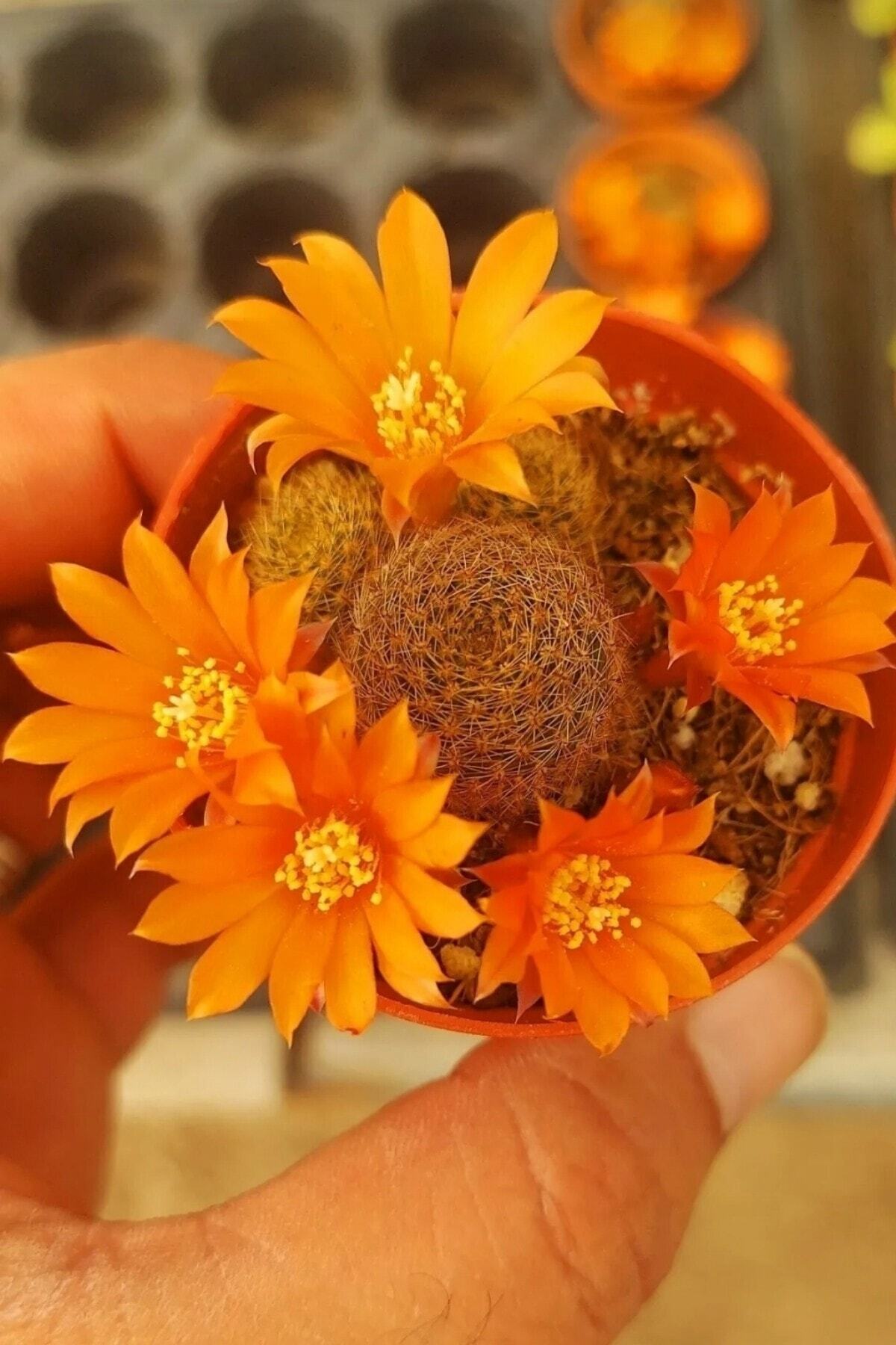 Rebutia Muscula Çiçekli Kaktüs Sukulent Minik 5.5cm 2