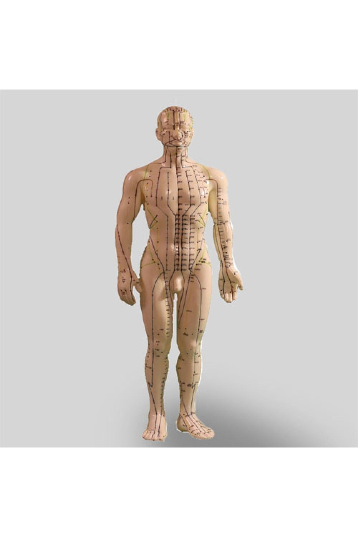 hepsihesaplı Akupunktur Insan Modeli Tam Boy 50 Cm