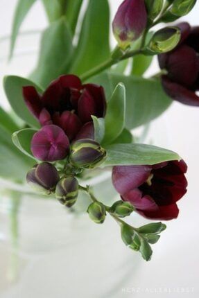 5 Adet Mis Kokulu Bordo Renkli Frezya Çiçeği Soğanı JHV6584