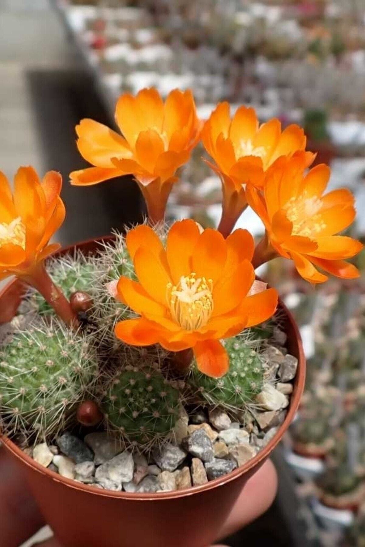 Rebutia Muscula Çiçekli Kaktüs Sukulent Minik 5.5cm 3