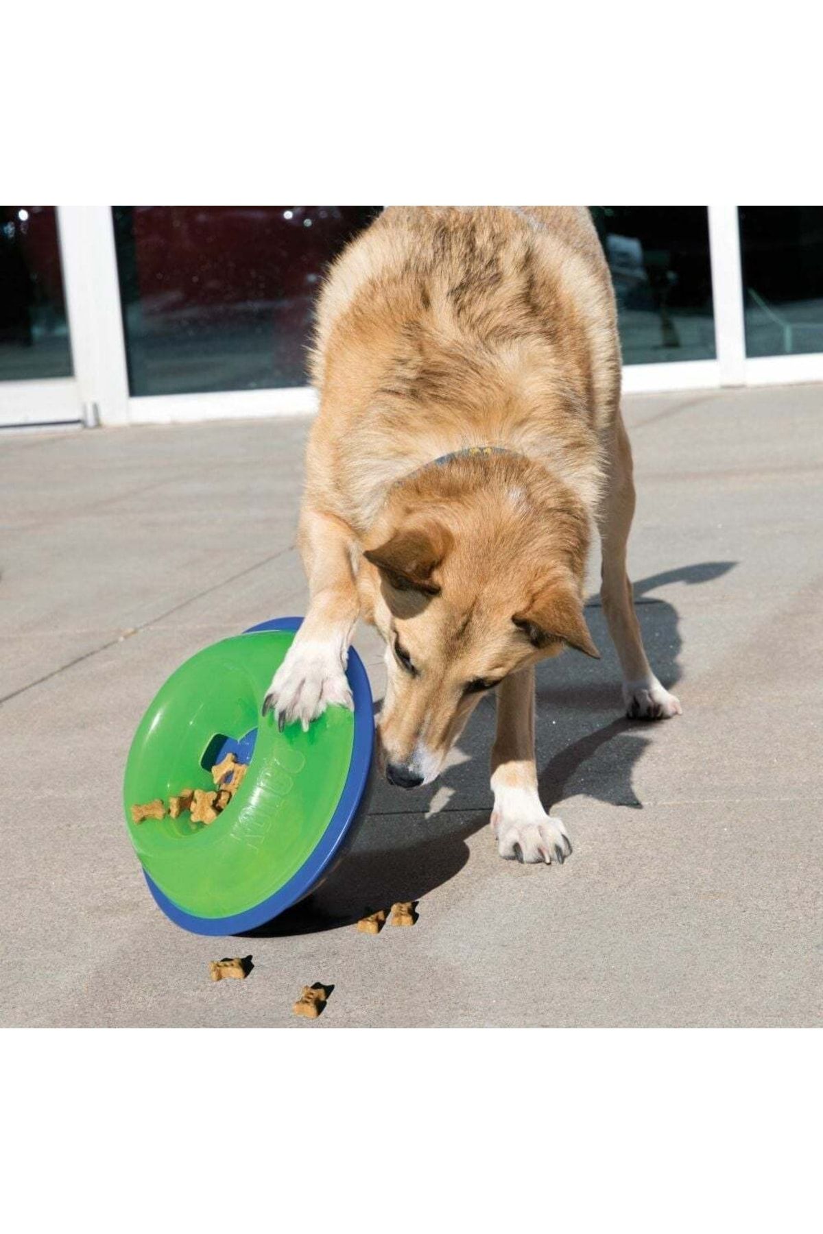 Green kong dog toy hot sale