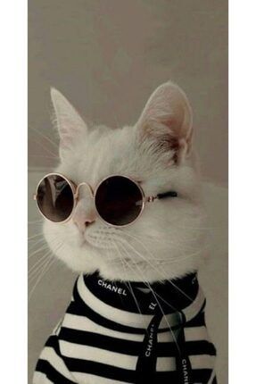 aslan yelesi kep maskot kostum pet