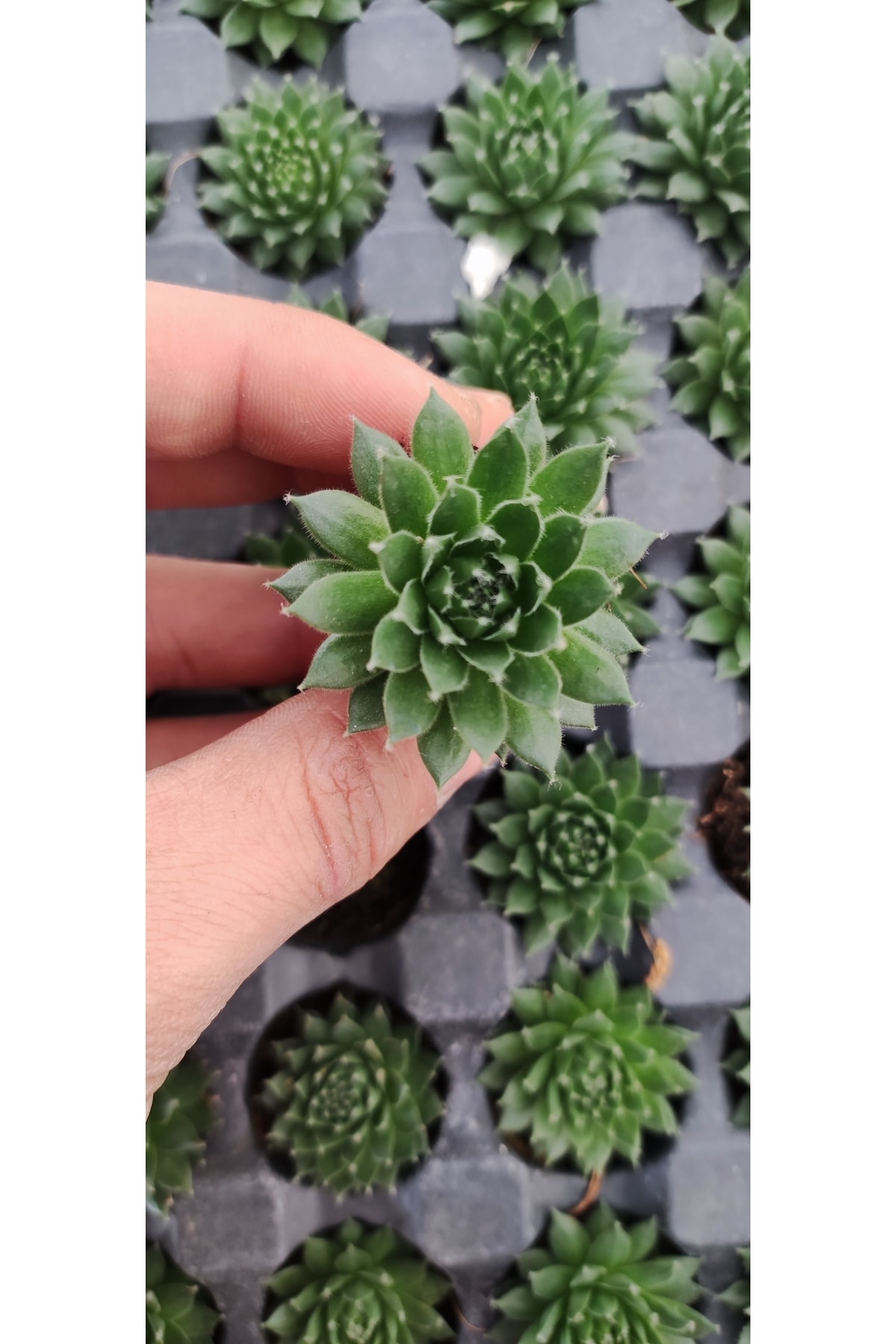 Sempervivum Sectorum Sukulent Fidesi ( Güneşte Yaprak Uçları Kırmızılaşır ) 2