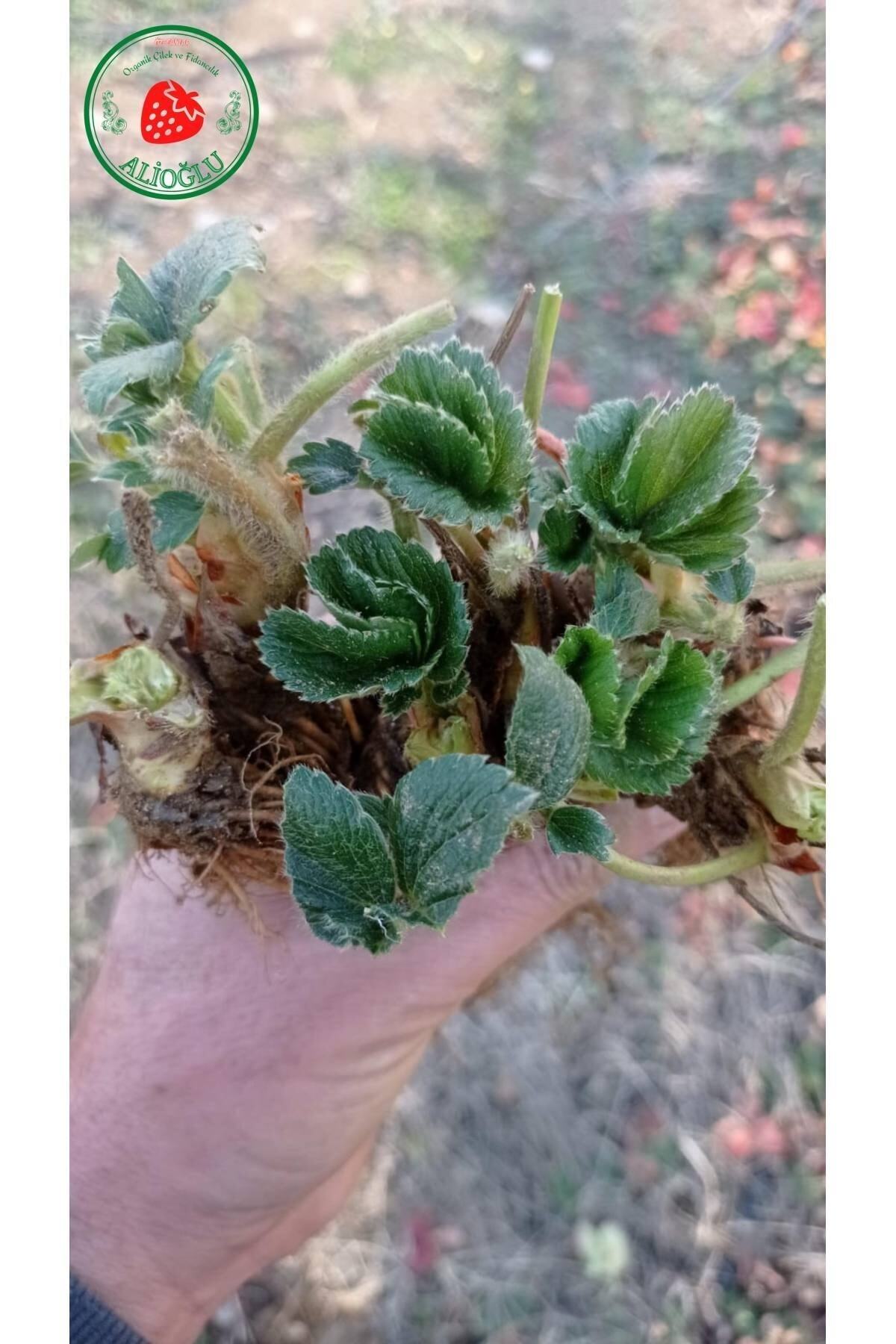 3 Adet Yediveren Çilek Fidesi Açık Kök Ve Taze Söküm (frigo) 2