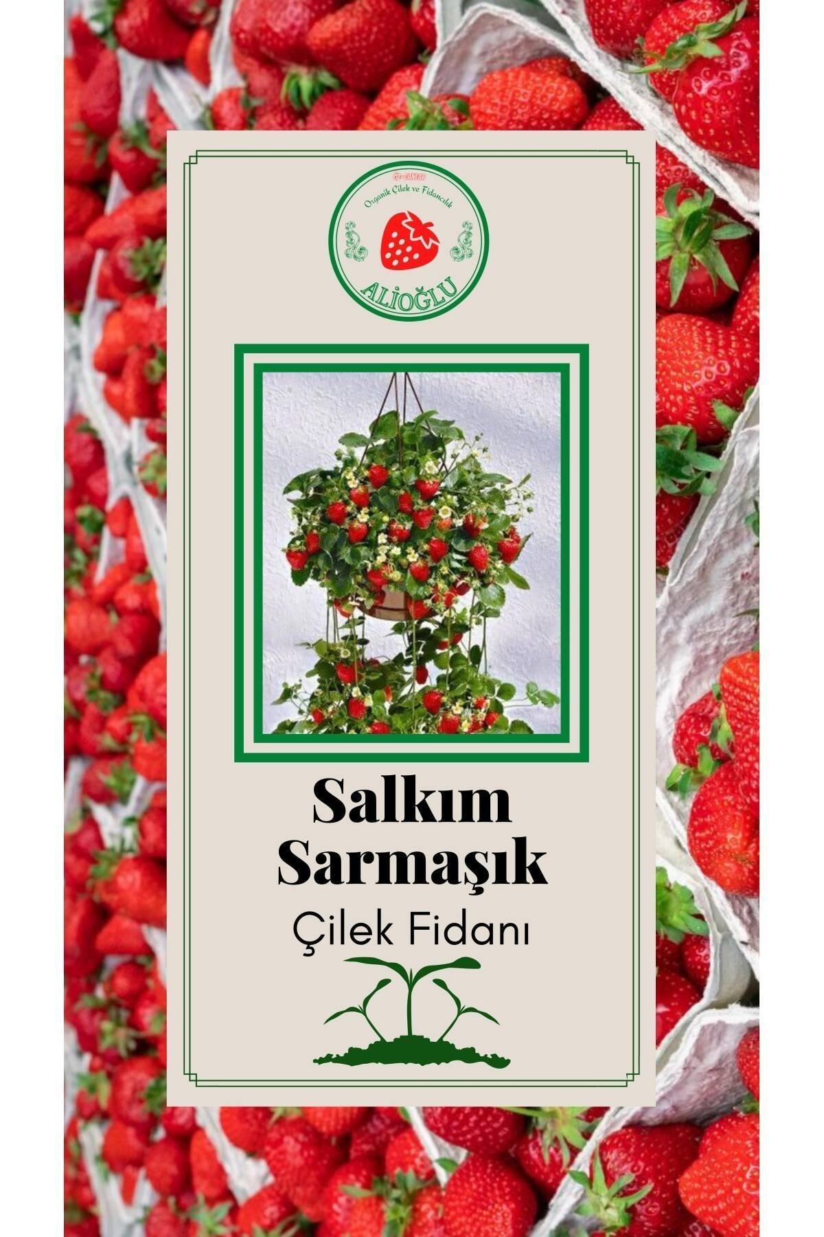 20 Adet Salkım Sarmaşık Çilek Fidanı Açık Kök Ve Taze Söküm (frigo)