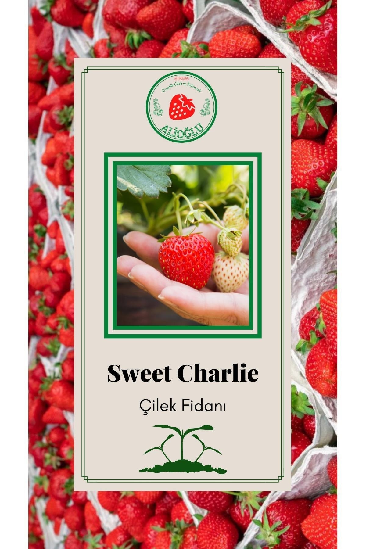 16 Adet Sweet Charlie Çilek Fidanı Dayanıklı Açık Kök Ve Taze Söküm (frigo)