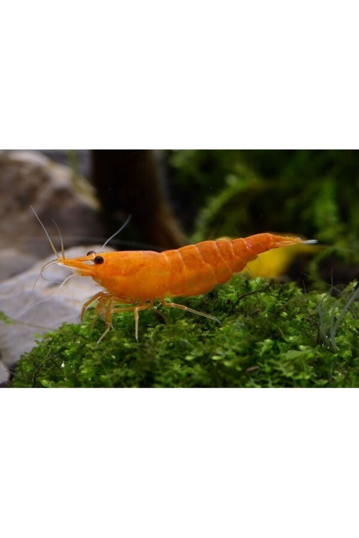 Marimo Scape Turuncu Sakura (1CM) 5adet