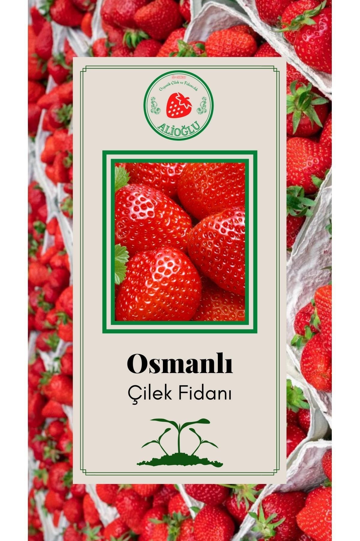 6 Adet Osmanlı Çilek Fidanı Dayanıklı Açık Kök Ve Taze Söküm (frigo)