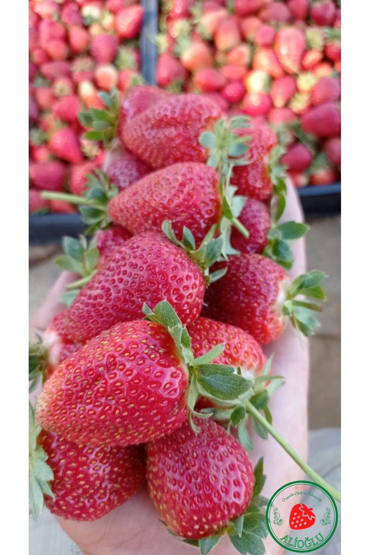 12 Adet Monterey Çilek Fidanı Dayanıklı Açık Kök Ve Taze Söküm (frigo) 3