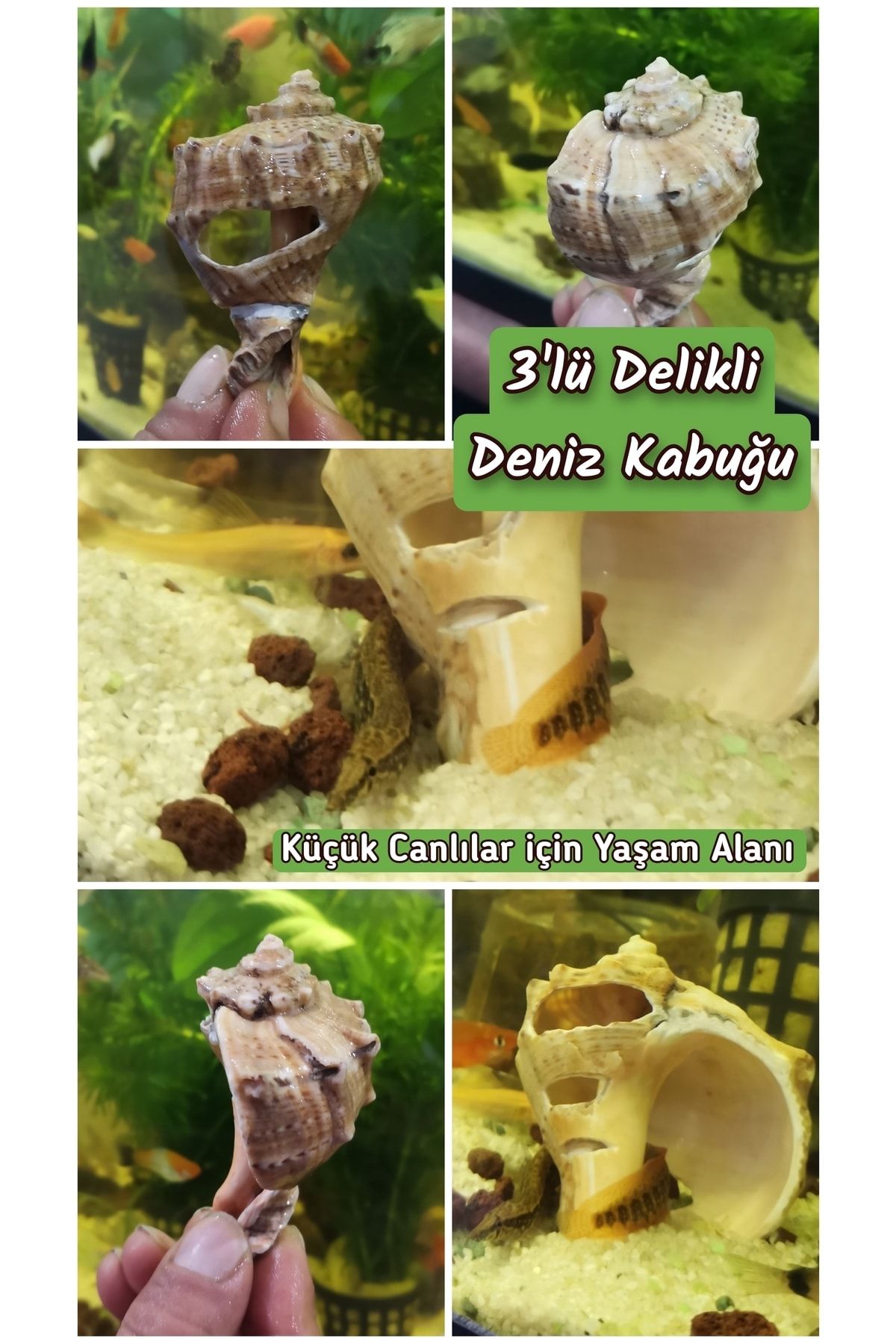 MDİZMİR 3'lü Delikli Deniz Kabuğu / Balık Yuvalığı Ve Dekorasyon ( Küçük)
