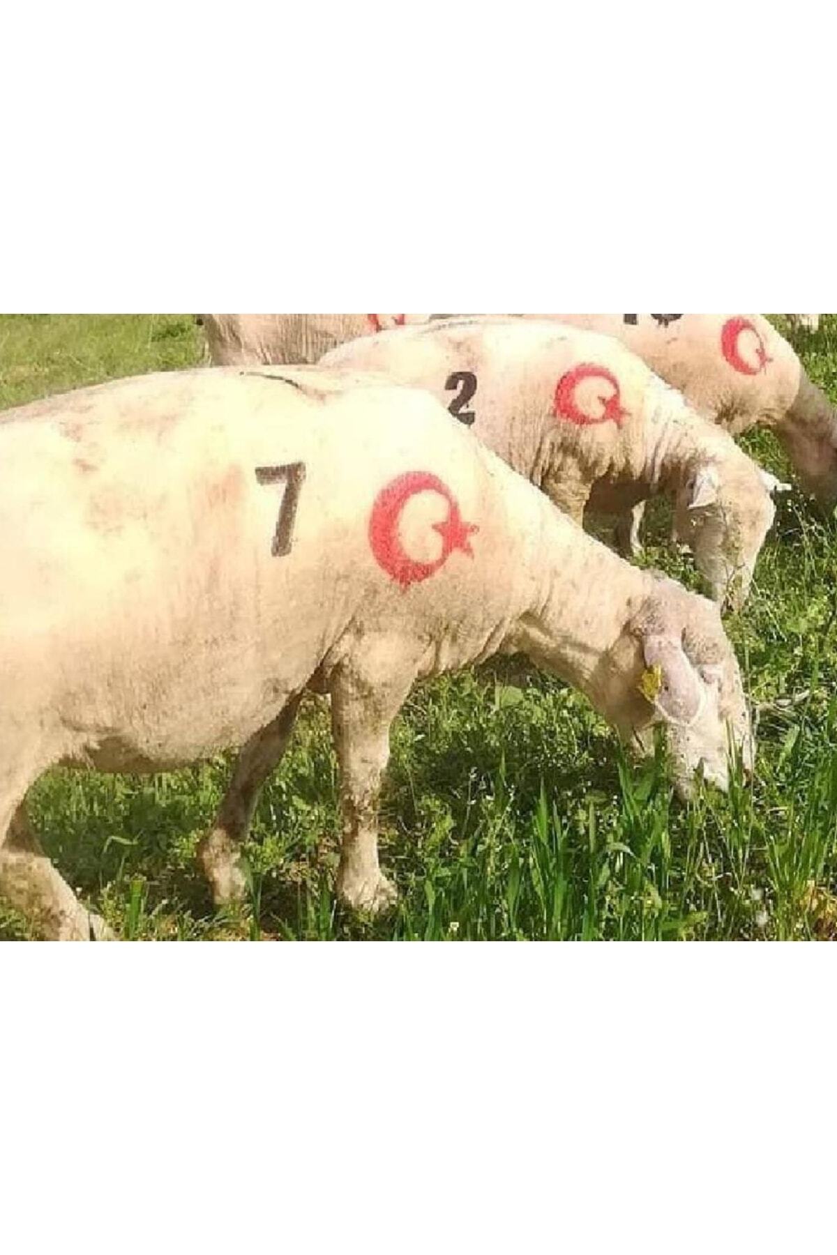 1 Adet Küçükbaş Soğuk Damga Numaratörü 8 Cm + Ayyıldız Hediye 2