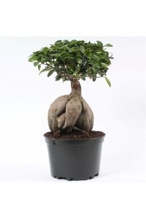 Ficus Microcarpa Ginseng Bonsai 346435