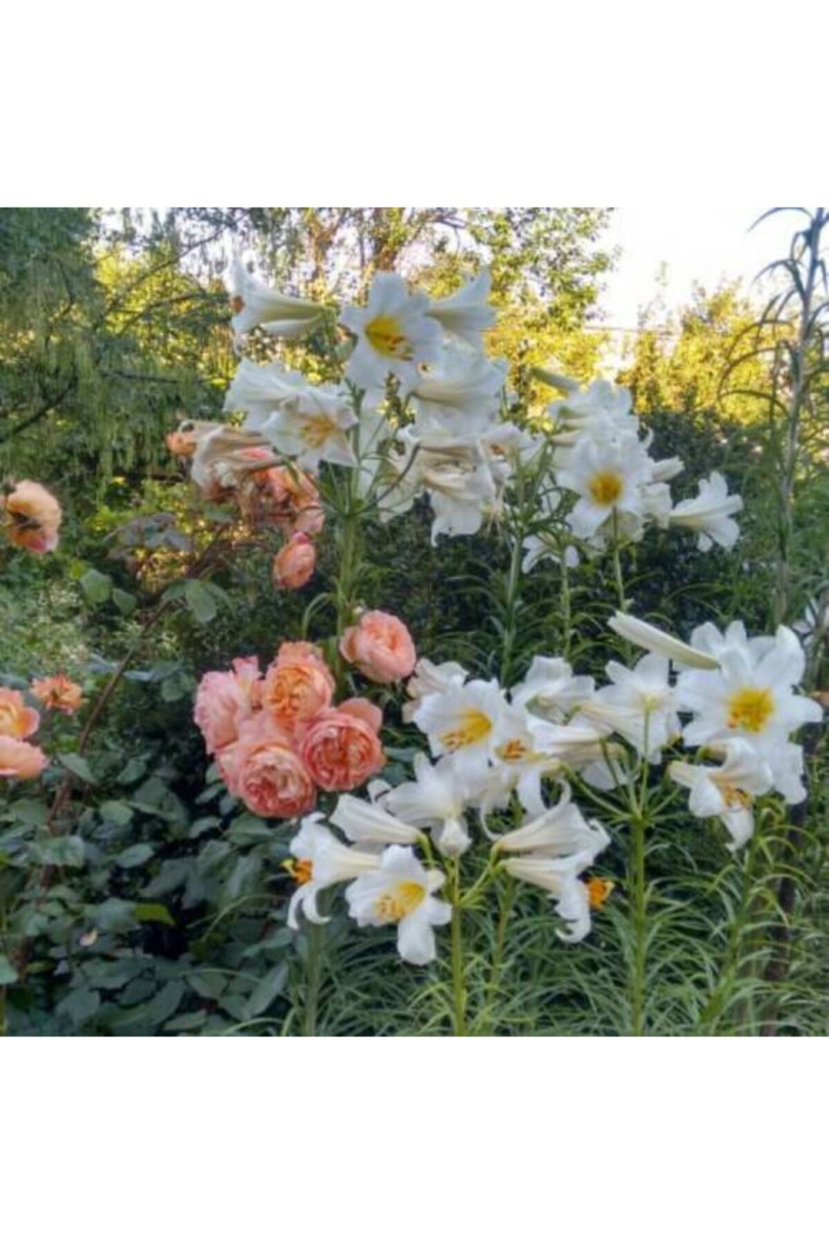 Regal Album Kokulu Beyaz Zambak Soğanı 3 Adet   Boy 120 cm 3