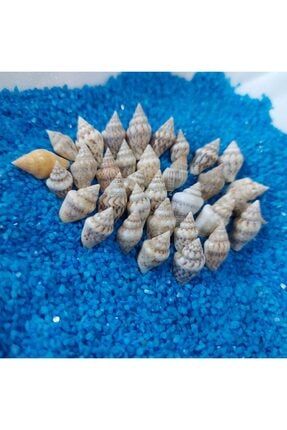 Minik Deniz Kabuğu 1kg Teraryum Deniz Kabukları Silis Akvaryum Süs Ufak Kabuk Tarzı AKERTERARYUMURUNLERII013