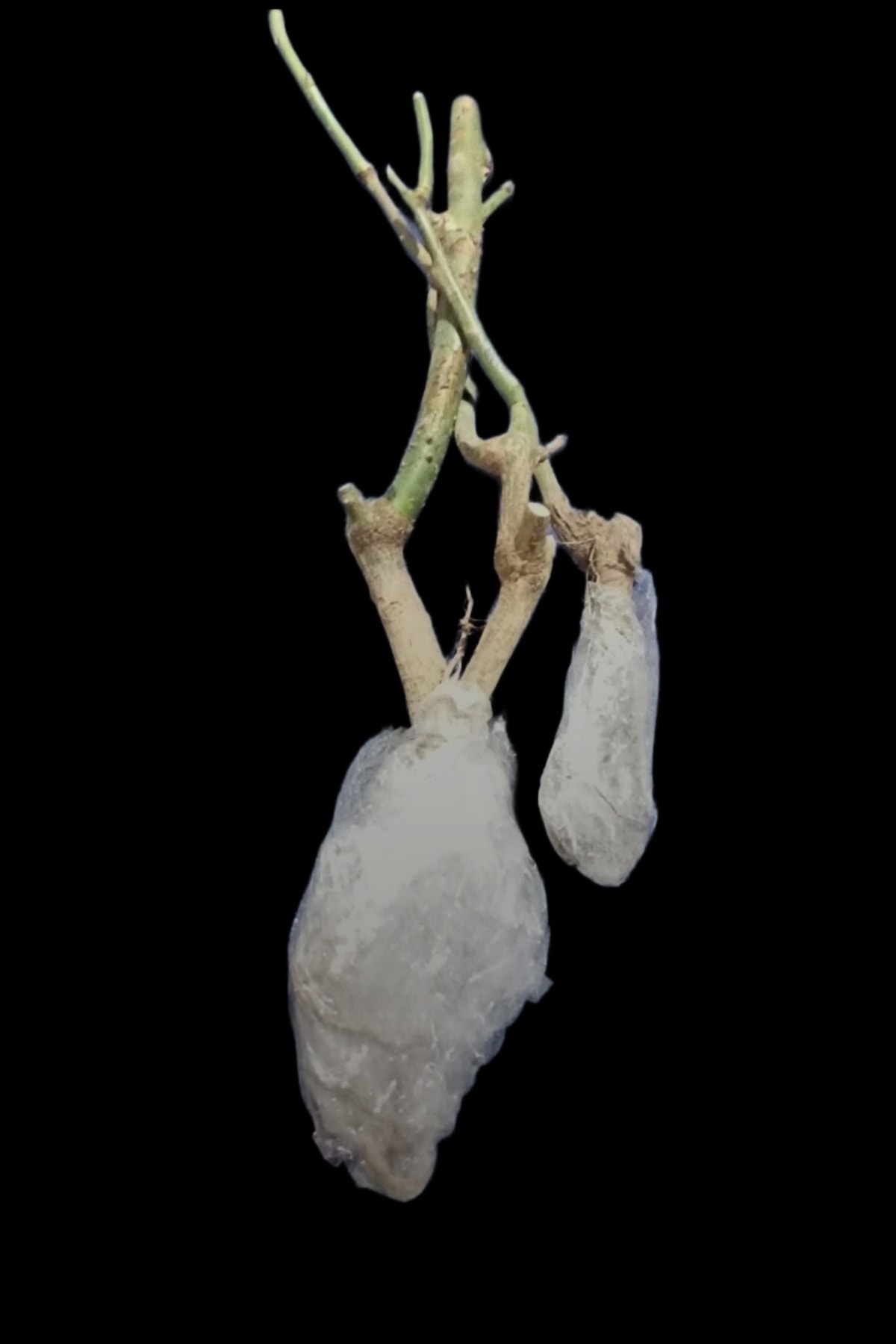 Meyve Kırmızı Gül Fidan Açık Kök 35 -44cm 1 Adet 2