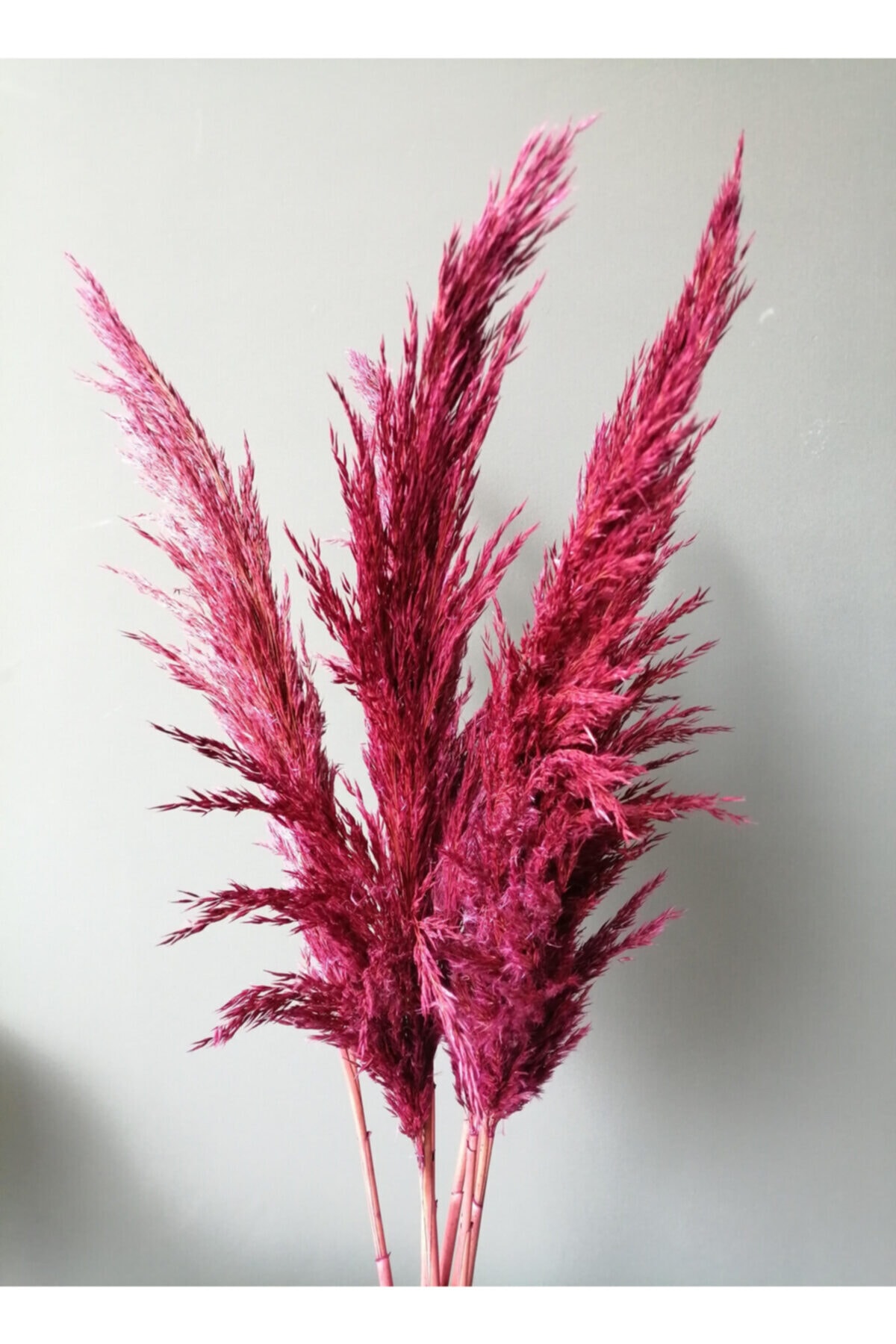 Aker Hediyelik Renkli Doğal Pampas Otu Bitkisi 20 Adet Fuşya Kuru Doğal ...