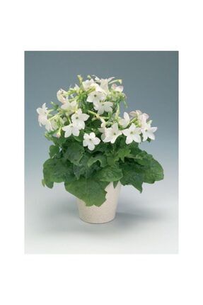 10 Adet Beyaz Renkli Yasemin Tütünü Şarmasık Çiçek Tohumu JHVB52161
