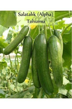 Salatalık Tohumu Beith Alpha 1 Paket (10gr=300+ Adet) Hıyar Tohumu