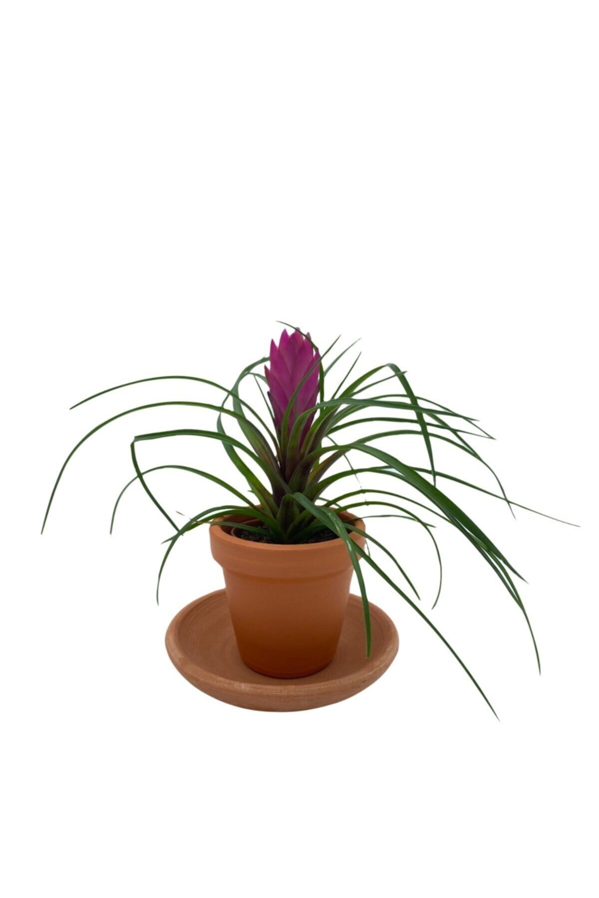 Tillandsia Cyanea Air Plant