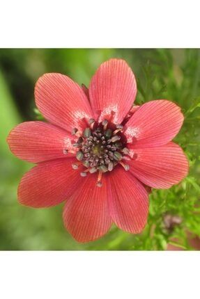10 Adet Özel Renkli Kan Çiçeği Tohumu BHK58613