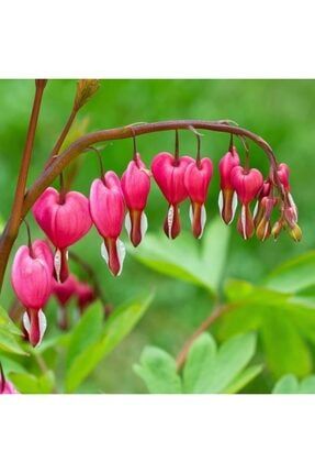 Nadir Ithal Kanayan Kalpler Pembe Dicentra Çiçeği Tohumu 5 Tohum Çiçek Tohumu 20629