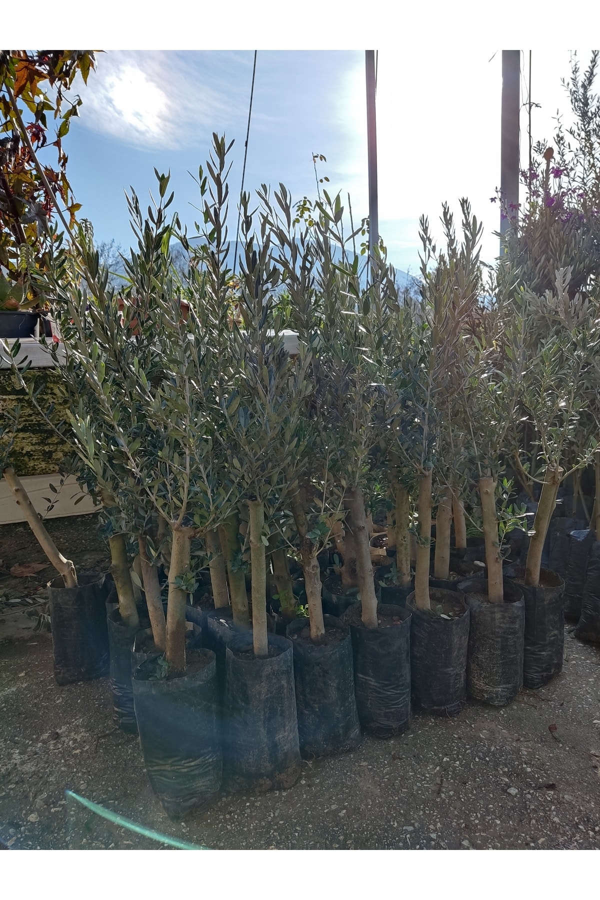 Akbaş Fidan Kalın Gövdeli Gemlik Zeytin Fidanı (1 Yaşında)