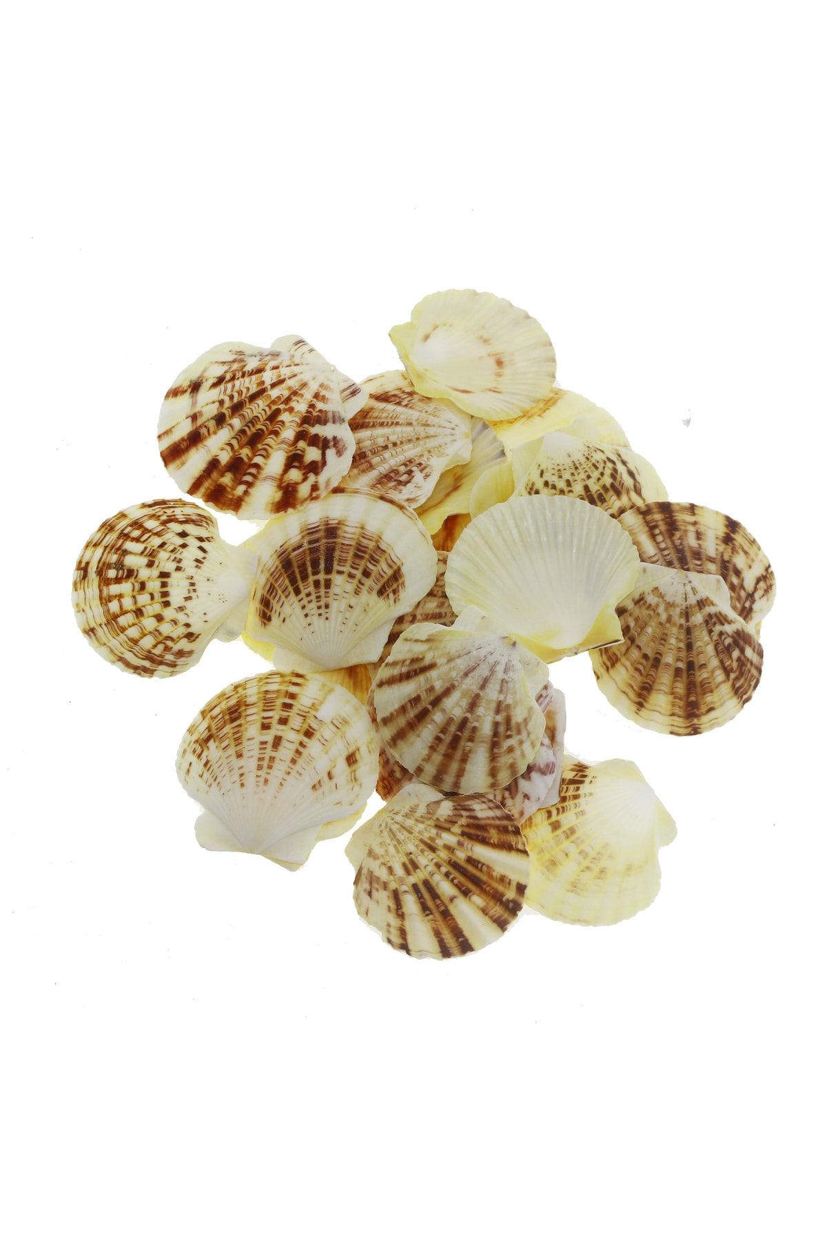 mutlu adım 100gr. 4-6cm Pecten Macaranses Doğal Deniz Kabuğu