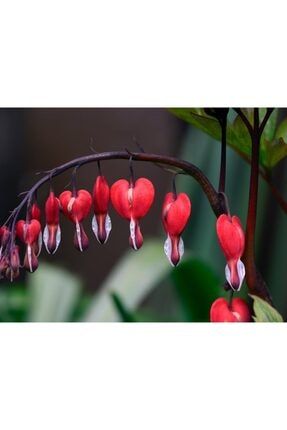 Nadir Ithal Kanayan Kalpler Kırmızı Dicentra Çiçeği Tohumu 5 Tohum Çiçek Tohumu 20631