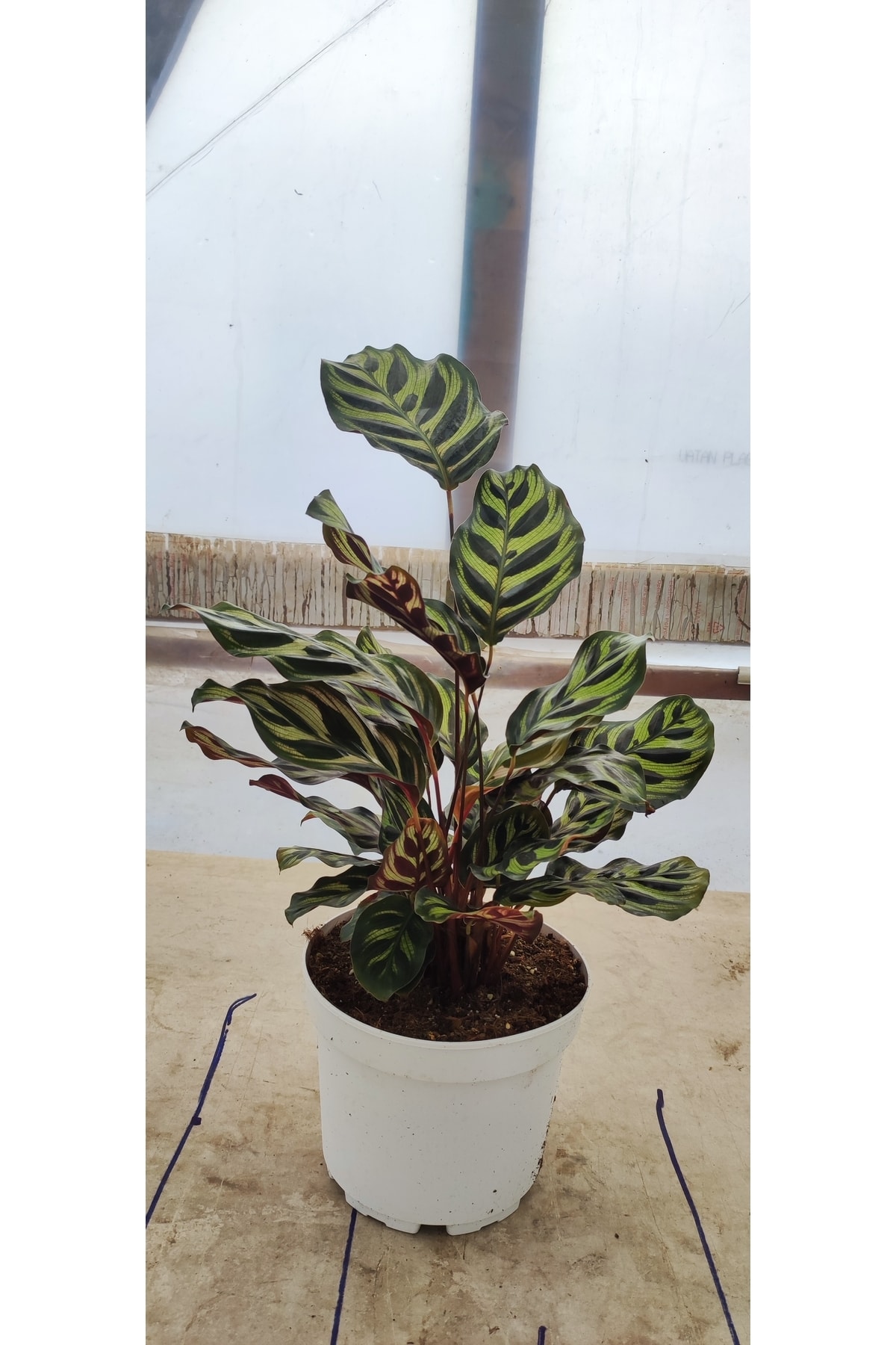 Calathea Makoyana - Tavus Kuşu Dua Çiçeği Xl - Ev Ofis Salon Iç Mekan Bitkisi-50 Cm-18 Cm Saksıda 2